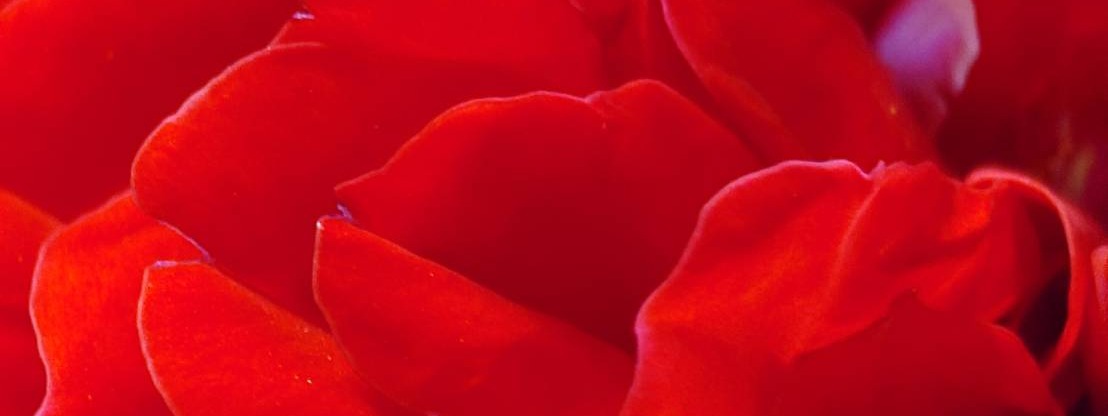 薔薇は愛の象徴
愛そのもの